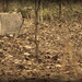 9_4x10_thumb