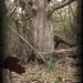 22_4x8_thumb