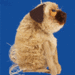 Pug_thumb