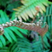 Puyehue143_thumb