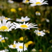 Puyehue94_thumb