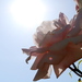 Flars42_thumb