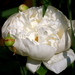 Flars26_thumb