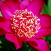 Flars28_thumb