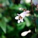 Flars23_thumb