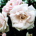 Flars4_thumb