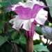 Botanicalgardens24_thumb