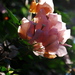Botanicalgardens26_thumb