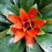 Botanicalgardens40_thumb