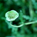 Botanicalgardens53_thumb