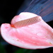 Botanicalgardens62_thumb