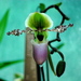 Botanicalgardens88_thumb