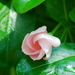 Botanicalgardens91_thumb