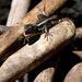 Puyehue124_thumb