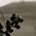 Porto_montt_and_vara104_thumb