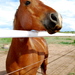 Riding_horses56_thumb
