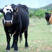Cows_and_horses77_thumb