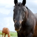 Cows_and_horses30_thumb
