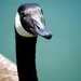 Birds7_thumb