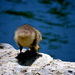 Birds16_thumb