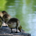 Birds28_thumb