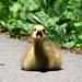 Birds35_thumb