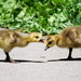 Birds34_thumb