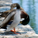 Birds55_thumb