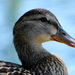 Birds56_thumb