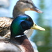 Birds57_thumb