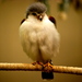 Dczoo19_thumb