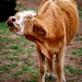 Cows_and_horses124_thumb