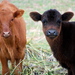 Cows_and_horses117_thumb