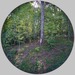 Big-tree_thumb