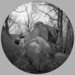 Ridges-lift_thumb
