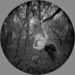 Treed_thumb