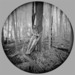Vine-and-new-shoot_thumb