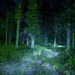 Trees1s_thumb