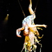 Circus150_thumb