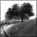 Shane_tree_bw_thumb
