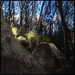 Justin_trails_thumb