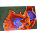 Poppy_thumb
