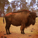 Badbison_thumb