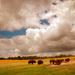 Bison2_thumb